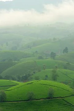 View of Long Coc tea hill, Phu Tho province, Vietnam in an early foggy mornin Stock Photos