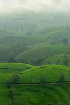 View of Long Coc tea hill, Phu Tho province, Vietnam in an early foggy mornin Stock Photos