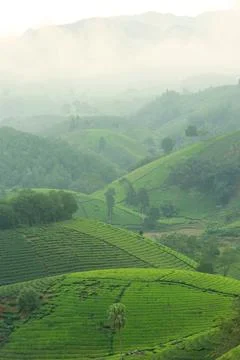 View of Long Coc tea hill, Phu Tho province, Vietnam in an early foggy mornin Stock Photos