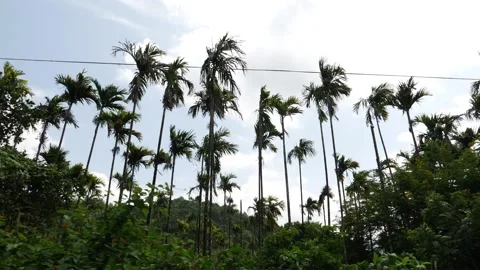 View of long height coconut trees, Moving shot of coconut trees Stock Footage 156958010