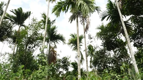 View of long height coconut trees, Moving shot of coconut trees Stock Footage 156958209