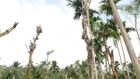 View of long height coconut trees, Moving shot of coconut trees Video stock 156958493