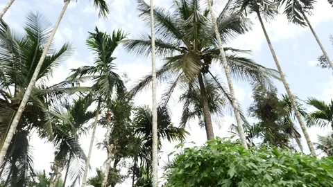 View of long height coconut trees, Moving shot of coconut trees Video stock 156958899