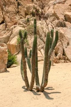 View on the long shape cactus flower with prickles on the desert. Foto stock