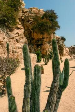 View on the long shape cactus flower with prickles on the desert. Stock Photos