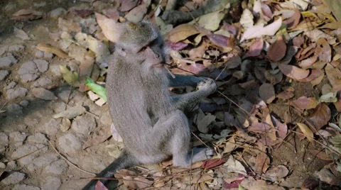 View of a Long-tailed macaque 動画素材 56247849