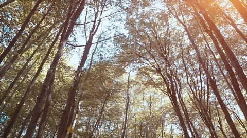 View of long trees, forest. Sunlight and autumn time,leaves.Nature and landscape Video stock 119227204