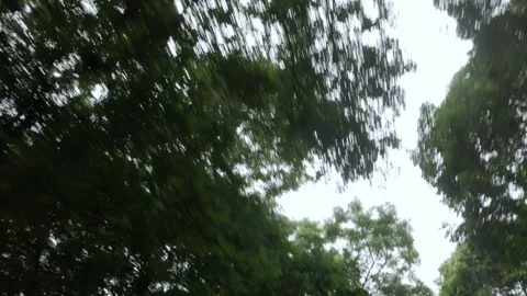 View look up to the fresh greenery tree forest while on the moving car 動画素材 278387674