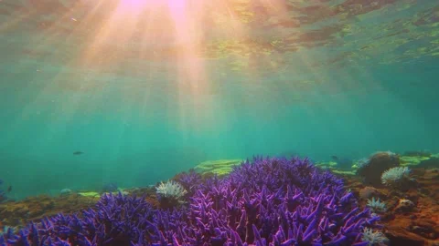 View of look out to blue lavender finger branching Staghorn corals surrounds by  스톡 동영상 238499150