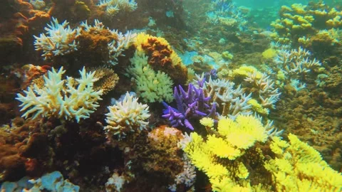 View of look out to blue lavender finger branching Staghorn corals surrounds by  Stock-Footage 238499191
