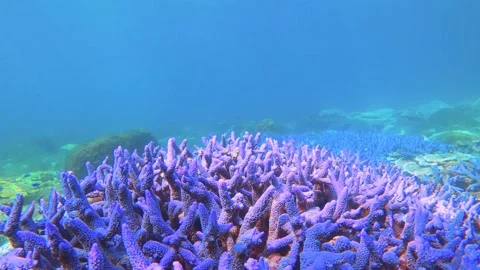 View of look out to blue lavender finger branching Staghorn corals surrounds by  Stock Footage 238499956