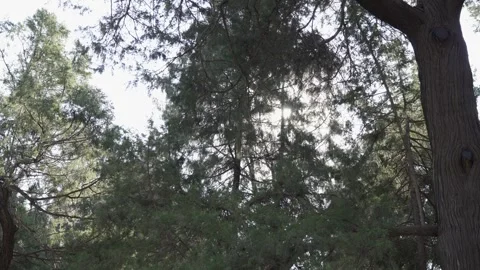 View look up to pine tree green leaves among sunny sunlight shines through .. Видео 328716123