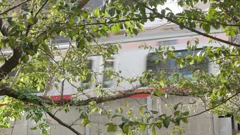 View look up to sakura tree with fallen sakura tree leaves in autumn time, .. Stock Footage 313821362