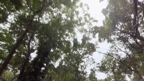 View look up to the sky while in the car pass through the pine tree forest in Stock Footage 208936727