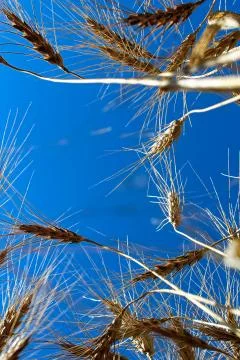View looking up at a blue sky through barley heads Stock Photos