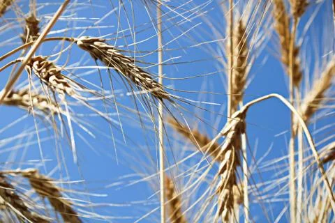 View looking up at a blue sky through barley heads Stock Photos