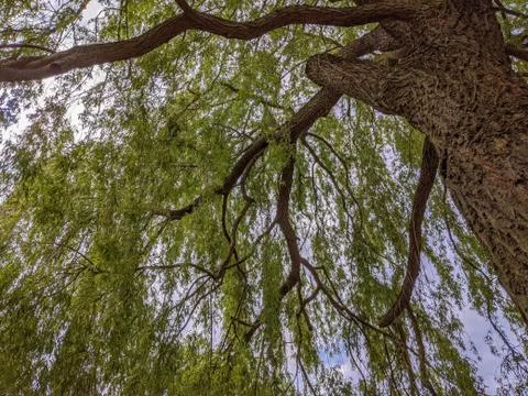 A view looking up at the branches, trunk, and leaves of a willow tree Stock Photos