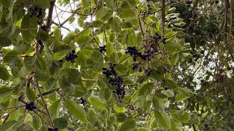 View looking up at clusters of deep purple ripe Java plums nestled within vib Foto stock