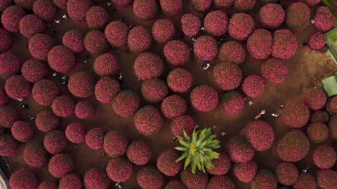 A view looking down at the park full of pink cherry trees. Jeju Island. Stock Footage 167316609