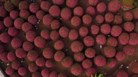 A view looking down at people taking pictures in a park full of pink camellias.  Stock Footage 167316938