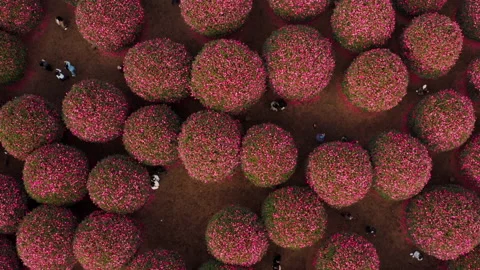 A view looking down at people taking pictures in a park full of pink camellias.  Stock Footage 167317860