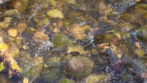 View looking down of the rocks and pebbles on the bottom of a small stream  Stock Footage 118154267