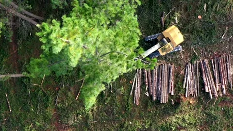 View looking down of tree being logged by machine Stock Footage 172559459