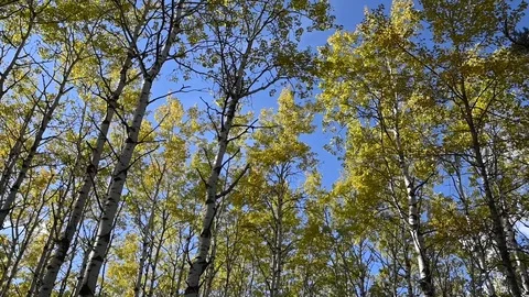 View looking up at a forest of brightly colored autumn trees with a clear sky Stock Footage 117319317