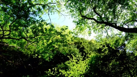 View looking up from the forest, trees swaying in the wind, Kamikochi Stock Footage 328301555