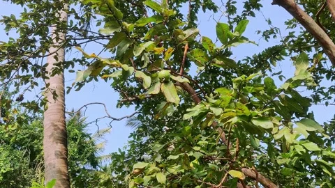 A view looking up into the large guava tree, with a single guava fruit hang.. Stock Footage 330051239