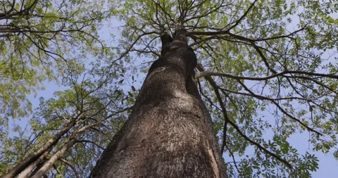 View looking up into lush green branches of large tree Stock Footage 233190362