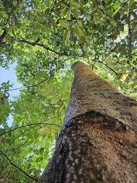 View looking up into lush green branches Stock Photos