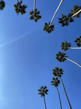 View looking up into palm trees 库存照片