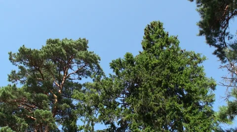 View looking to the sky and pine trees 動画素材 29591136