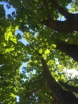 A view looking up at the sky and trees 스톡 사진