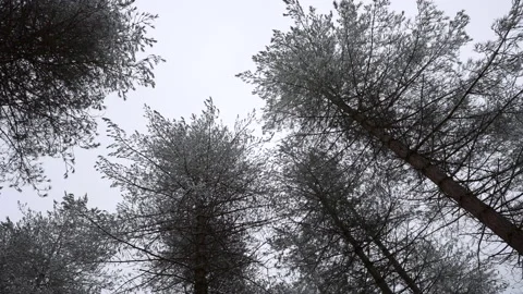 View looking up at the snow covered tree tops and sky on a winter day. Vídeos de archivo 234501336