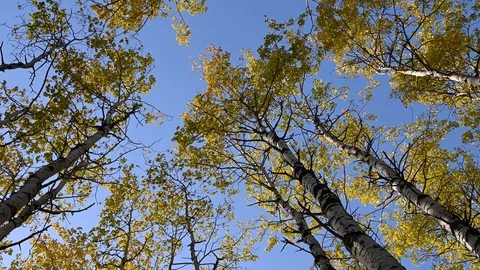 View looking straight up at a forest of brightly colored autumn trees  Stock Footage 117320270