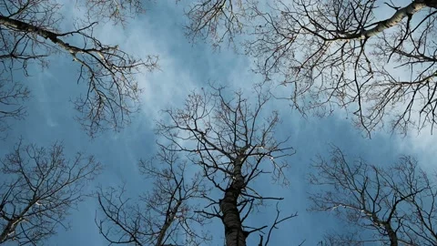 View looking straight up through and aspen forest with no leaves Stock Footage 141380648