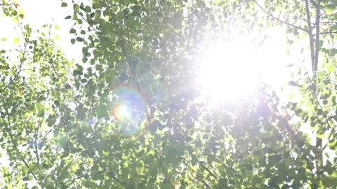 View Looking Into Sun Through Leaves Of Aspen Trees Stock-Footage 145824765