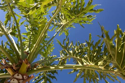 View looking up through the fronds of a palm tree, blue sky Stock Photos