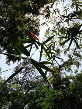 View looking up through thin green bamboo leaves toward the bright sky Stock-Fotos