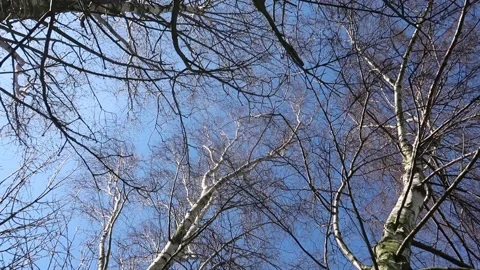 A view looking through the trees at a blue sky Stock Footage 150688176