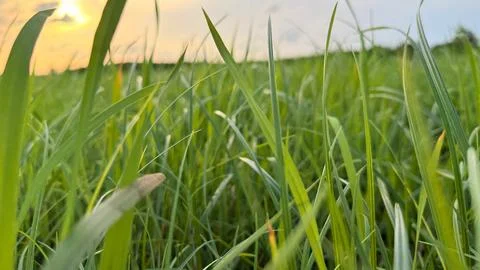 View looking up through vibrant green blades of grass with blurry sky. Peacef Stock-Fotos