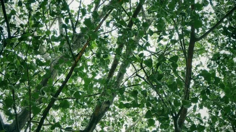 View looking to the tops of giant Bodhi Tree growing in Thai temple Video stock 78047952