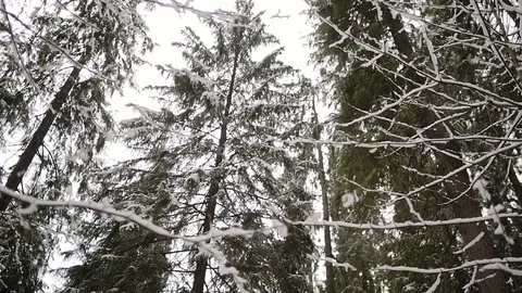 A view looking to the tops of pines in a winter forest. Outdoor nature. Stock Footage 81267523