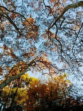 View looking up at tree branches with autumn leaves against a clear blue sky Stock Photos