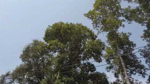 View looking up to tree while walking under the trees in the park under blu.. Stock Footage 223185474