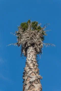View looking up at the trunk and top of a California Washingtonia fan palm Stock Photos