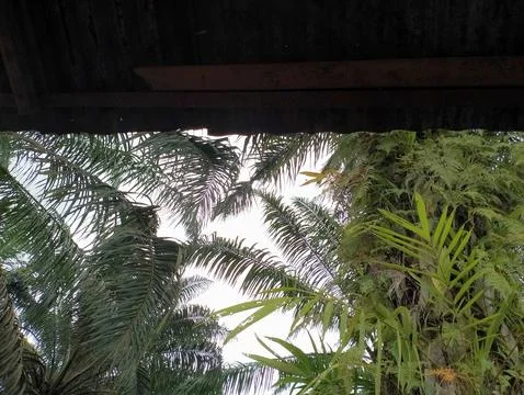A view looking up from under a wooden structure at palm trees and other dense Stock Photos