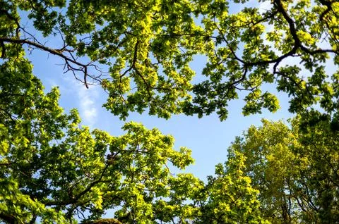A view looking upwards through the leafy canopy of oak tree. The branches and Stock Photos